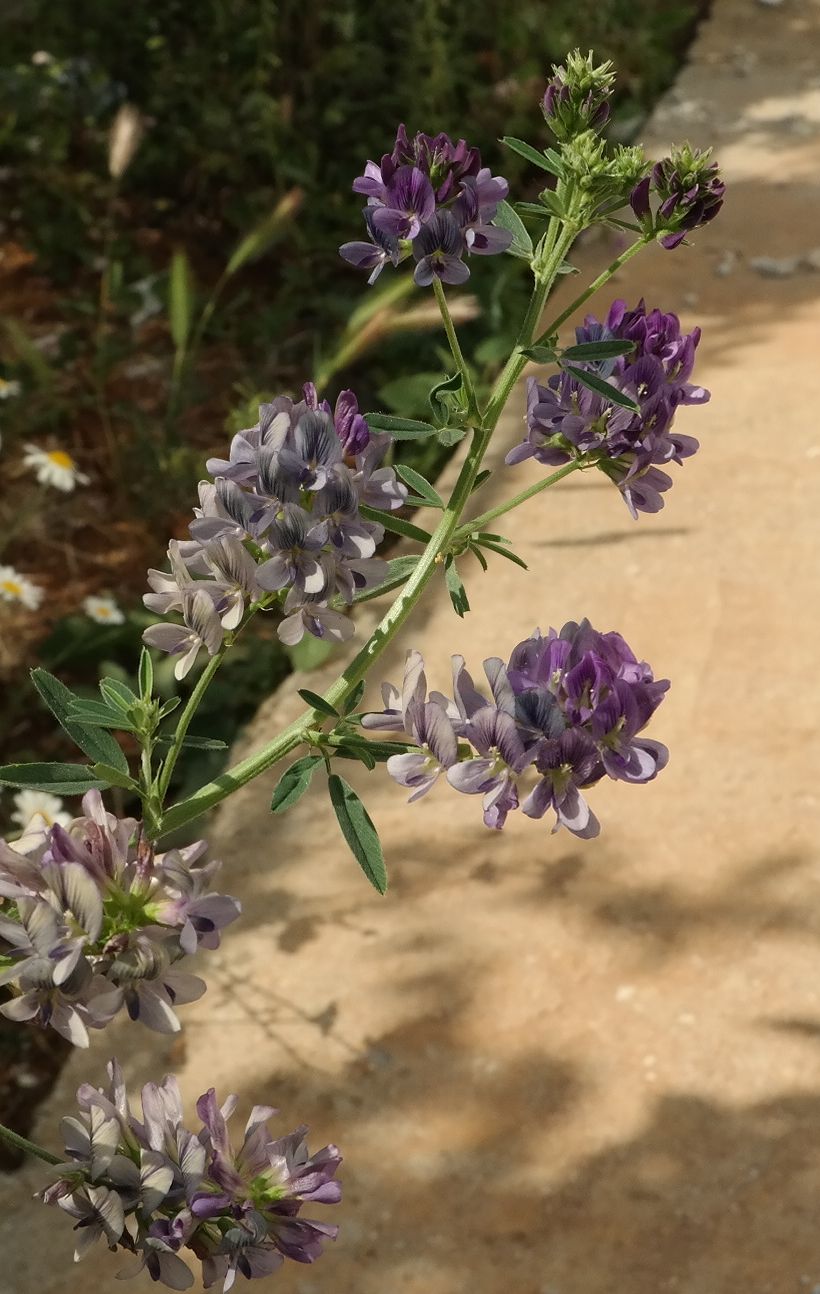 Image of Medicago &times; varia specimen.