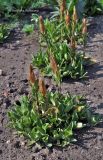Gentiana dinarica