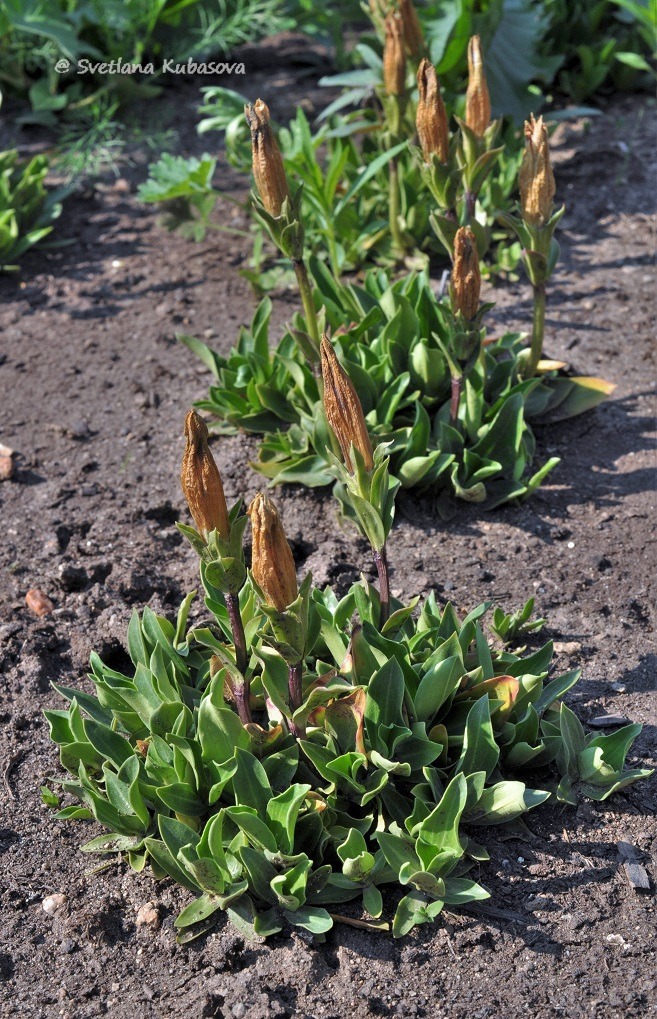 Изображение особи Gentiana dinarica.