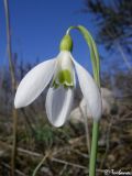 Galanthus plicatus