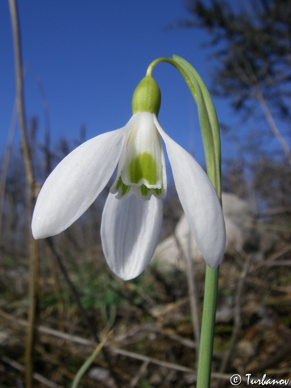 Изображение особи Galanthus plicatus.