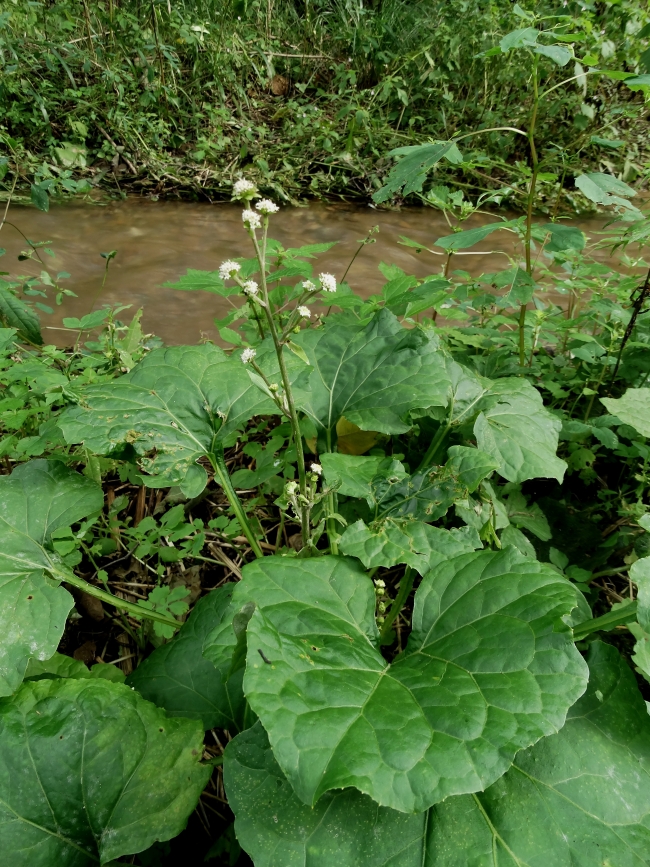 Image of Adenocaulon adhaerescens specimen.