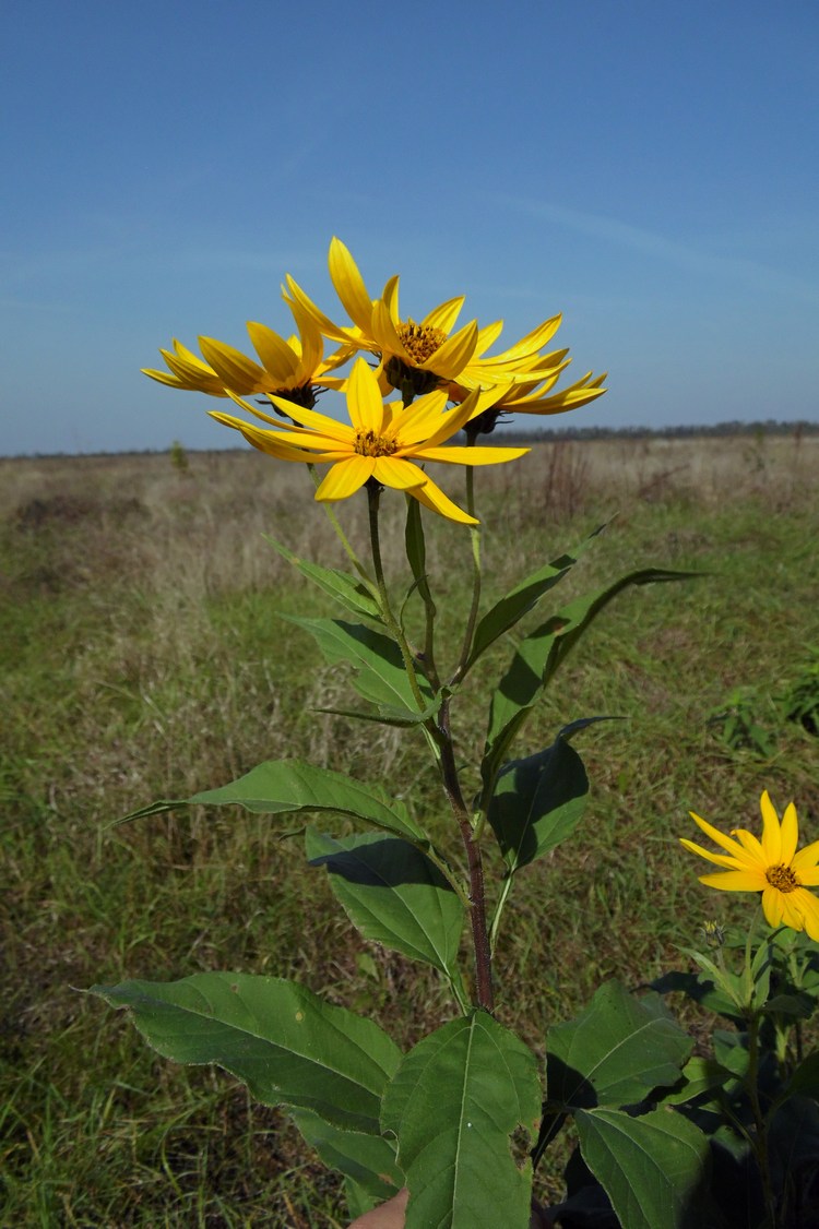 Изображение особи Helianthus tuberosus.