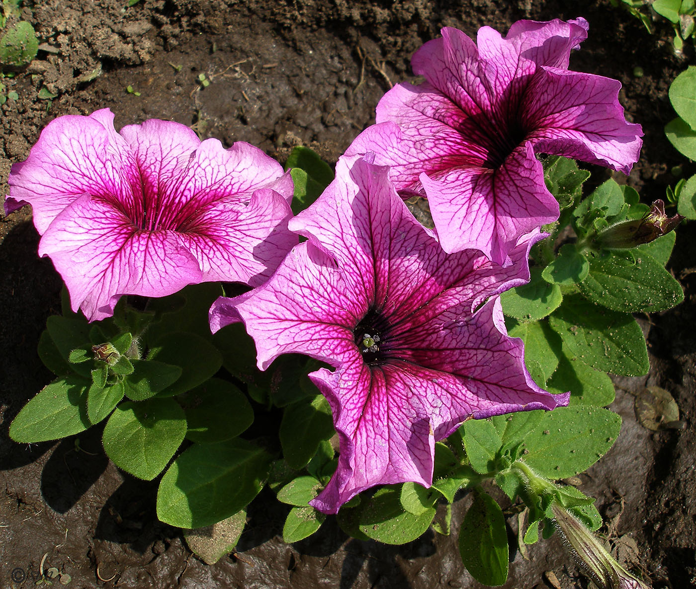 Image of Petunia &times; atkinsiana specimen.