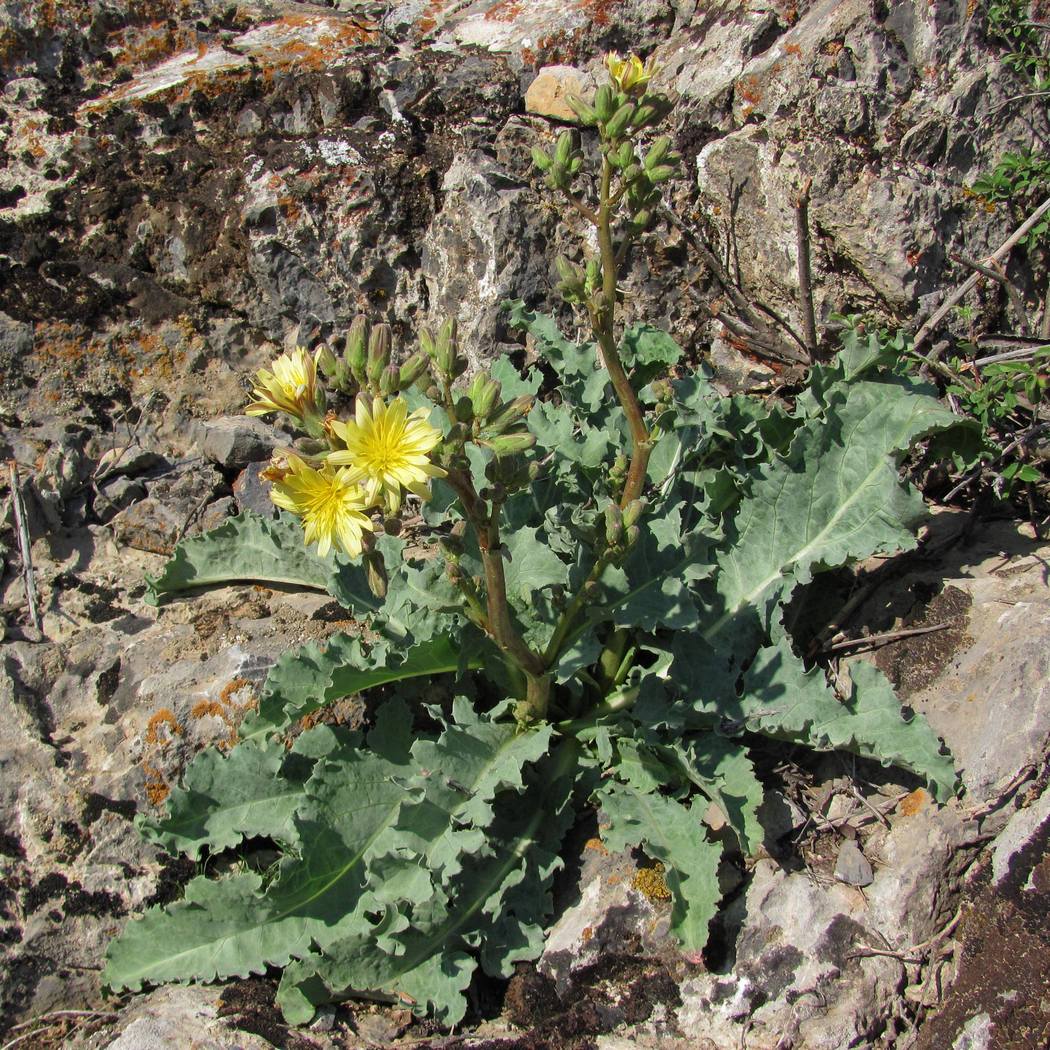 Изображение особи Steptorhamphus crassicaulis.