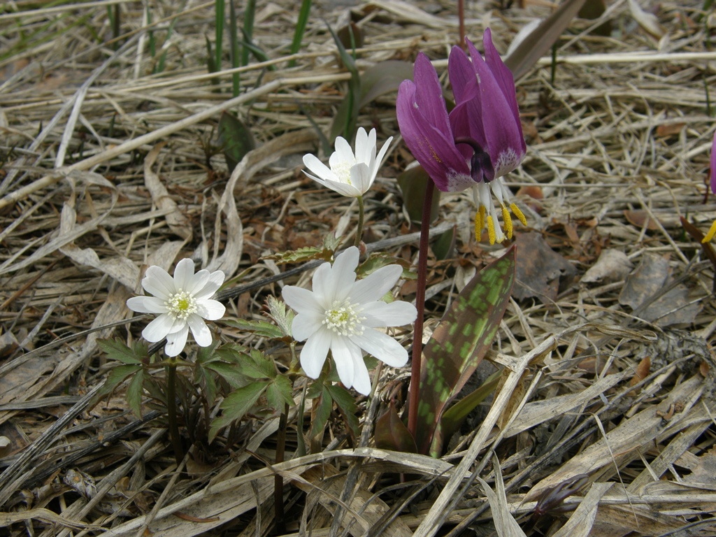 Изображение особи Anemone altaica.