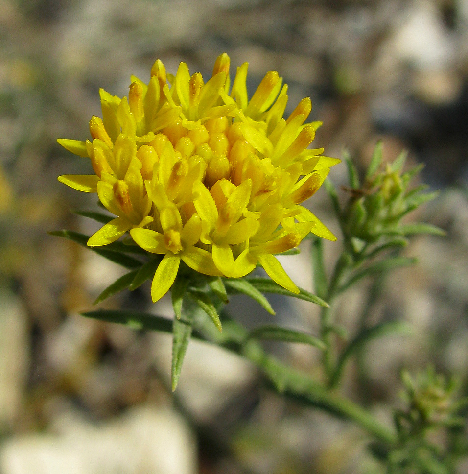 Image of Galatella pontica specimen.