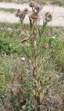 Onopordum tauricum