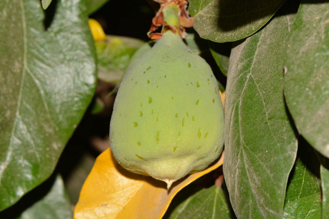 Изображение особи Ficus pumila.