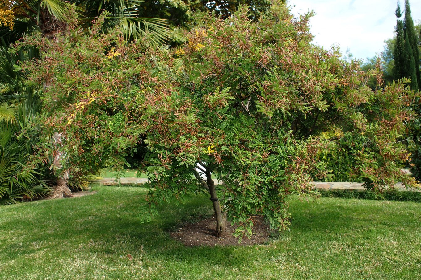 Изображение особи Indigofera heterantha.