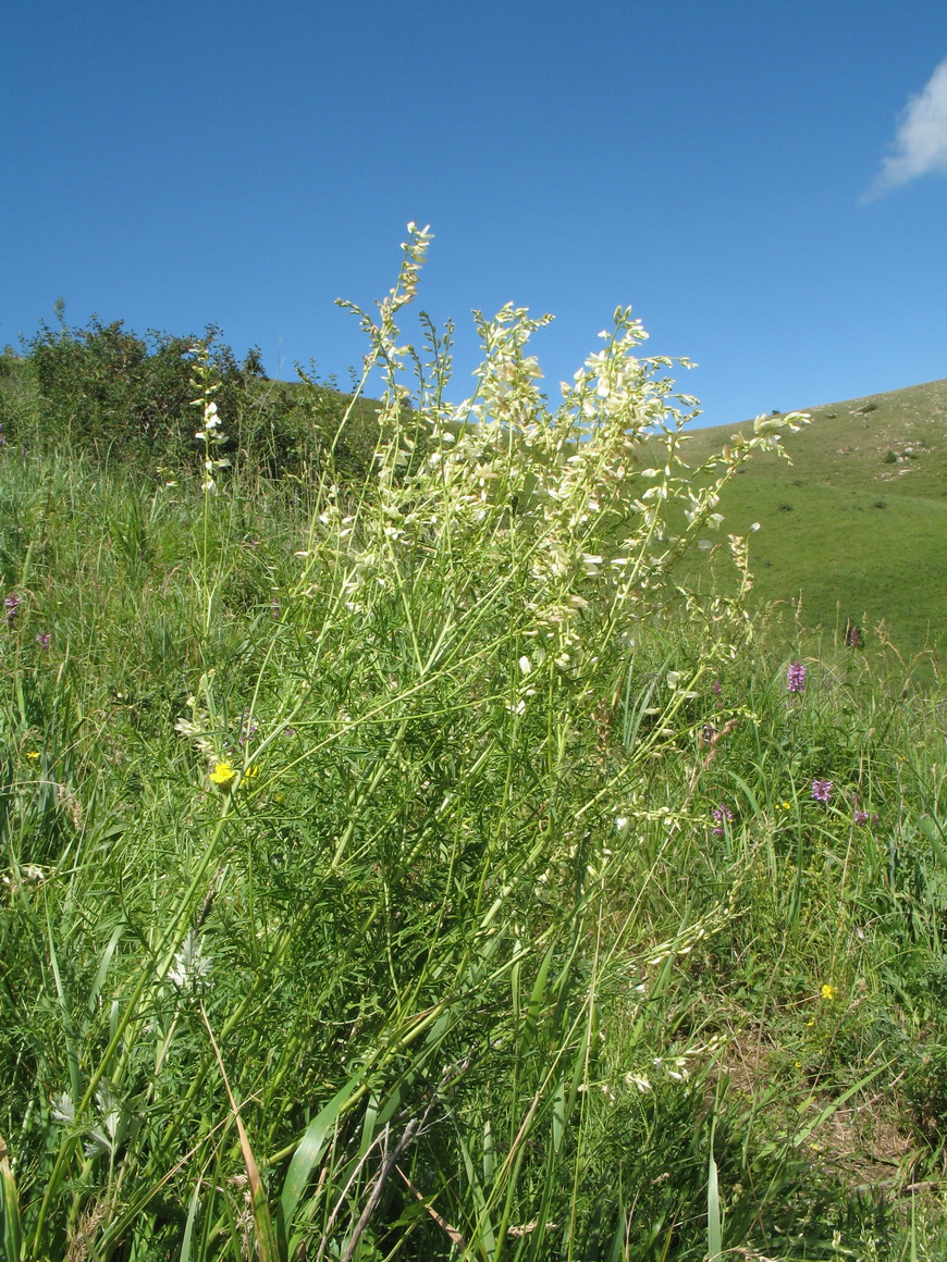 Изображение особи Astragalus pseudomacropterus.