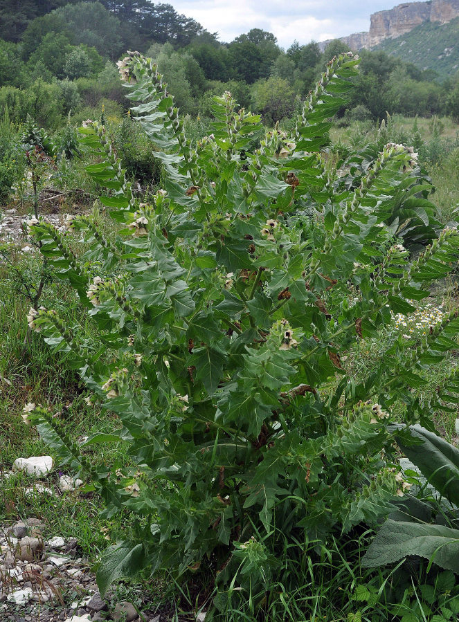 Изображение особи Hyoscyamus niger.