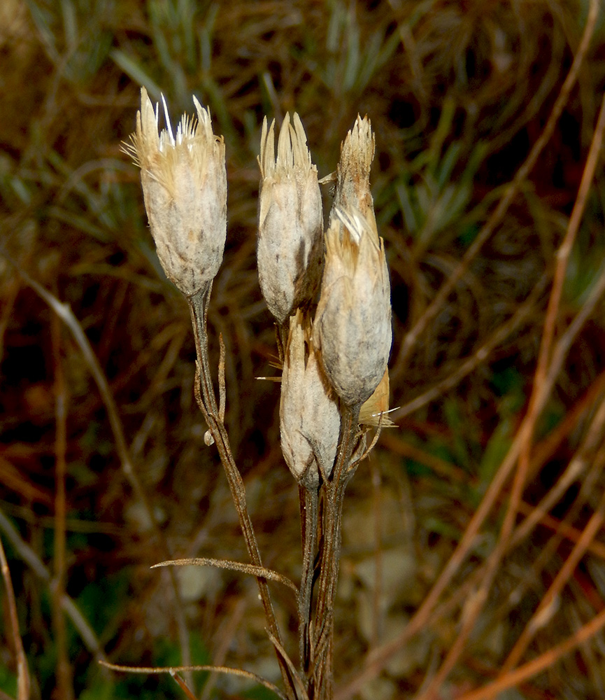 Image of Jurinea stoechadifolia specimen.