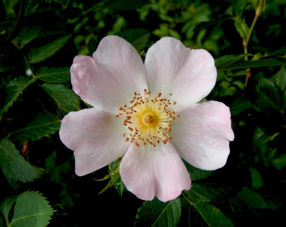 Image of Rosa corymbifera specimen.