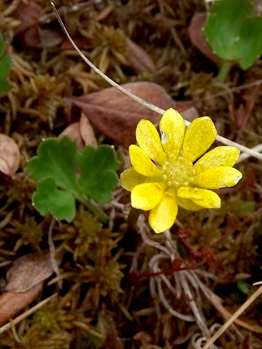 Изображение особи Ranunculus lapponicus.