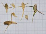 Crypsis schoenoides