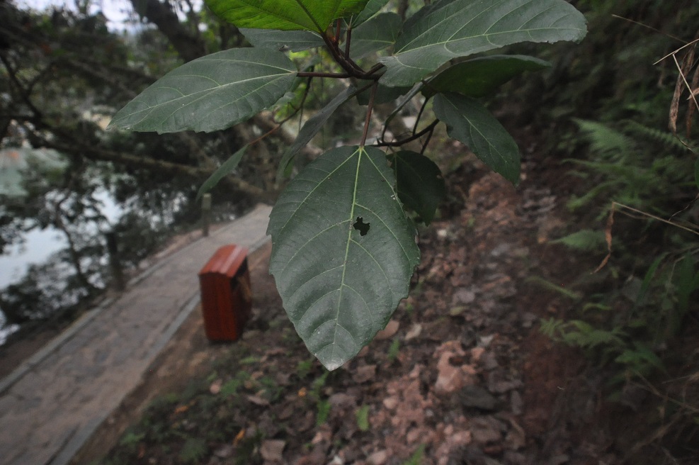 Изображение особи род Ficus.