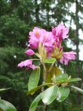 Rhododendron catawbiense. Верхушка ветви цветущего растения. Екатеринбург, Ботанический сад УрО РАН, в культуре. 29 мая 2016 г.