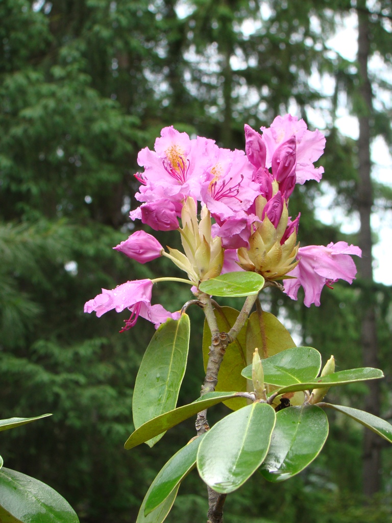 Image of Rhododendron catawbiense specimen.