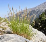 Achnatherum calamagrostis