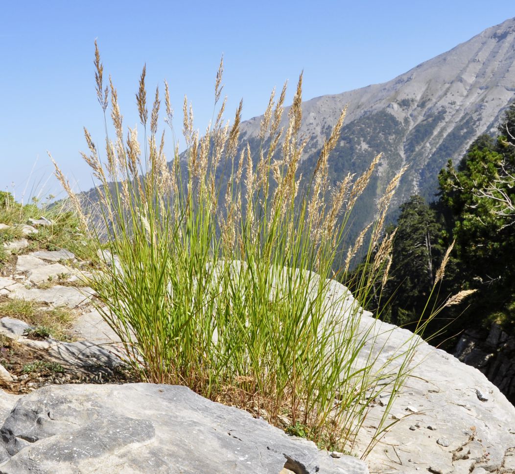 Изображение особи Achnatherum calamagrostis.