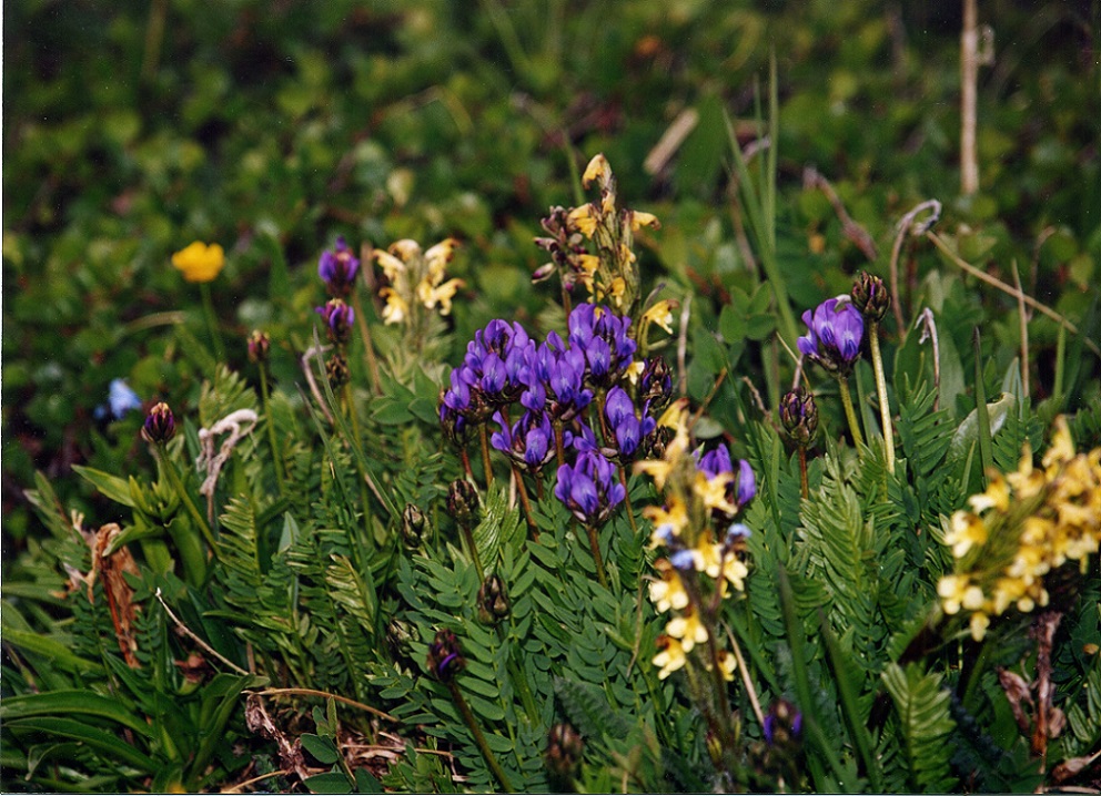Image of Oxytropis altaica specimen.