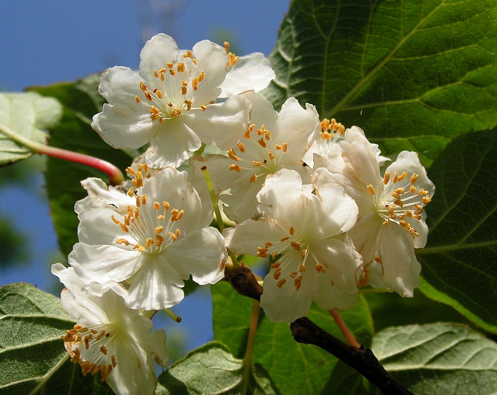 Image of Actinidia kolomikta specimen.