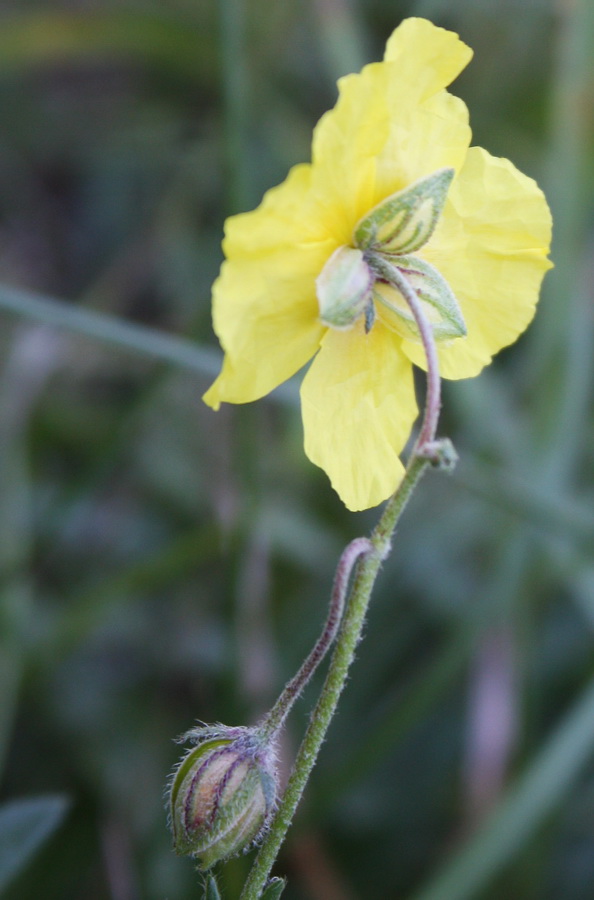 Image of Helianthemum grandiflorum specimen.