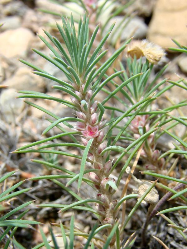 Image of Polycnemum perenne specimen.