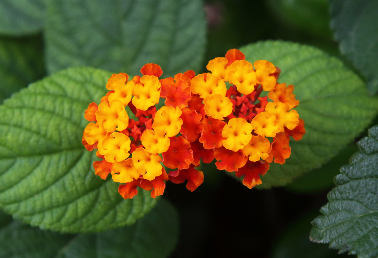 Изображение особи Lantana camara.