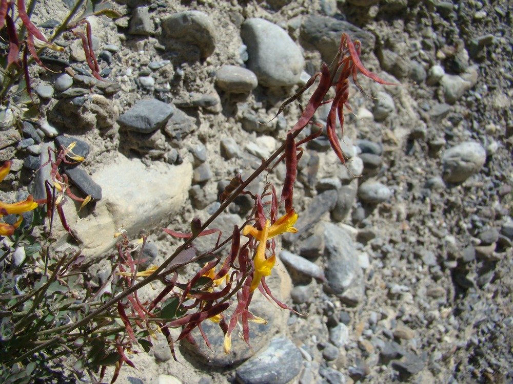 Изображение особи Corydalis schelesnowiana.