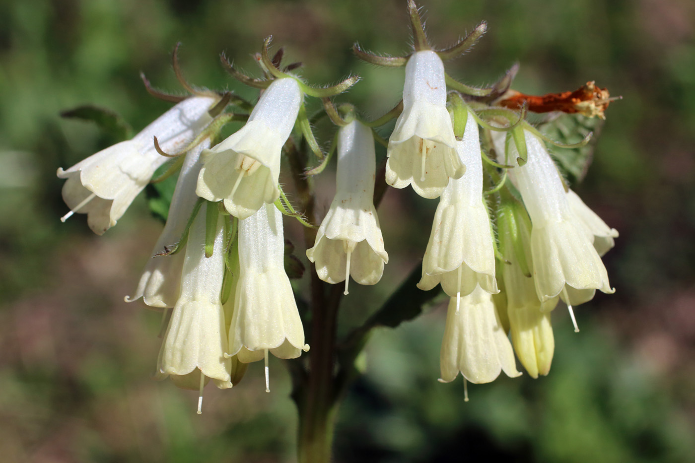 Image of Symphytum grandiflorum specimen.