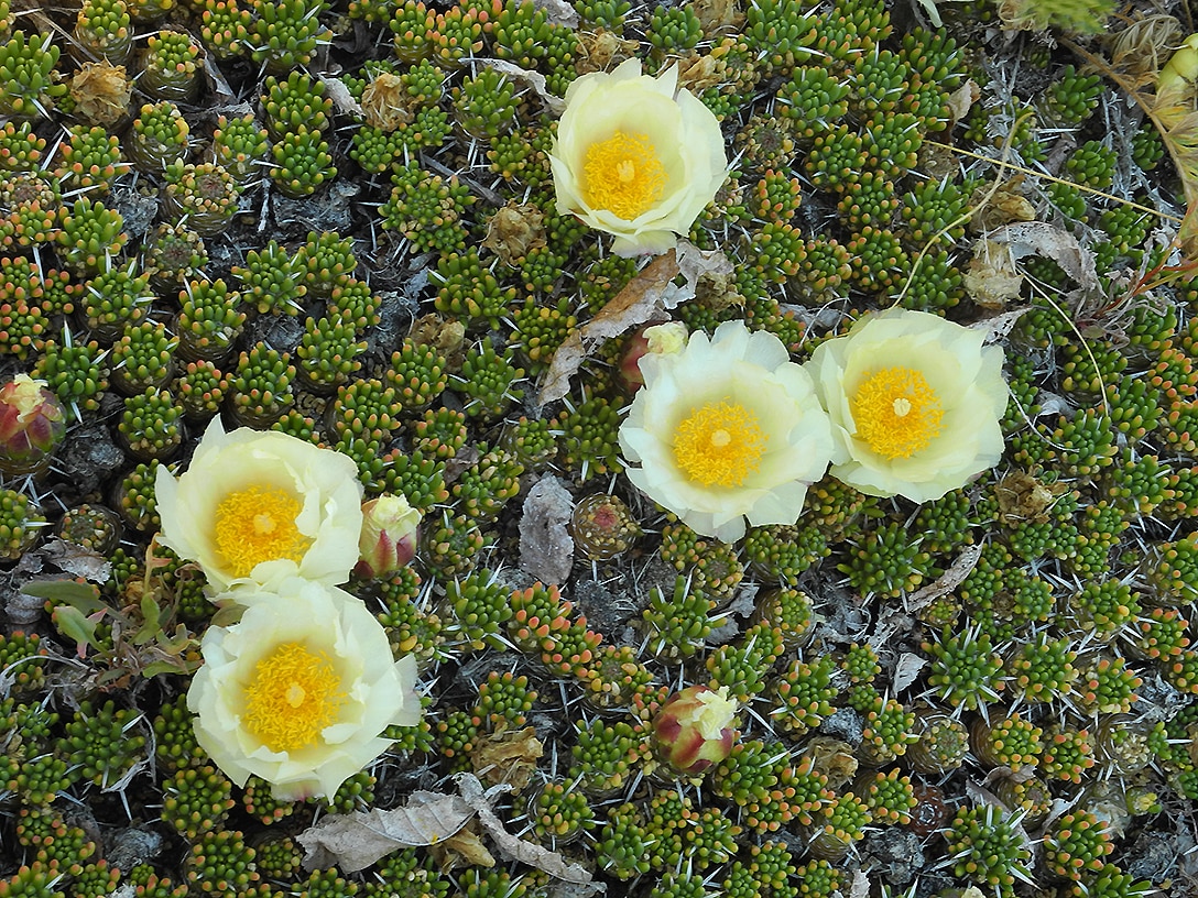 Image of Maihuenia poeppigii specimen.