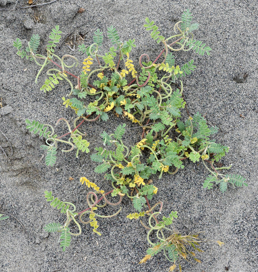 Image of Astragalus ophiocarpus specimen.