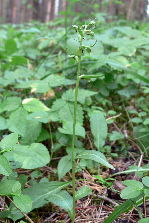 Изображение особи Dactylorhiza viridis.