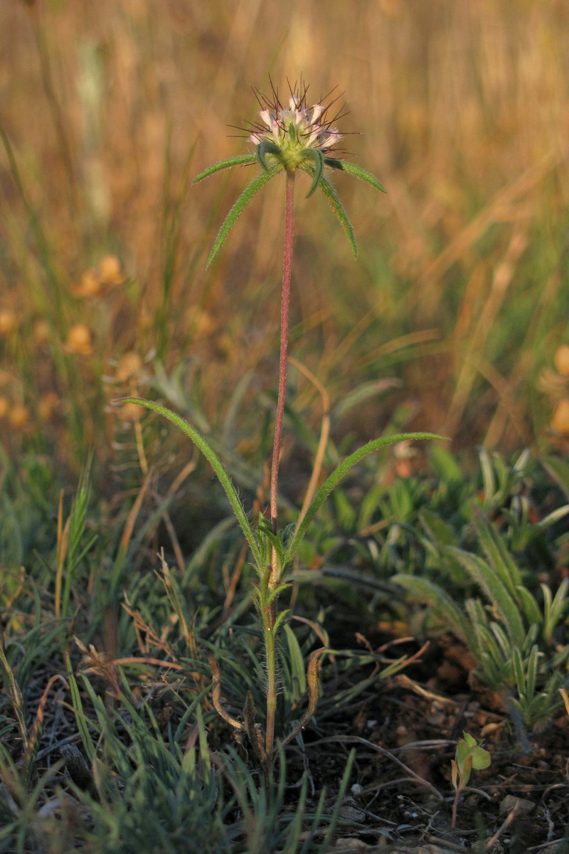 Изображение особи Lomelosia divaricata.