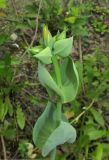 Blackstonia perfoliata