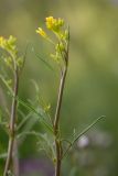 Diplotaxis tenuifolia. Верхушка побега с соцветием (аномальное растение). Ростовская обл., Куйбышевский р-н, окр. с. Лысогорка, меловой склон. 16.06.2017.