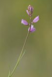 Polygala cretacea. Верхушка цветущего растения. Ростовская обл., Куйбышевский р-н, окр. с. Лысогорка, меловой склон. 16.06.2017.