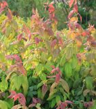 Spiraea japonica