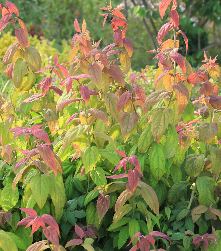 Image of Spiraea japonica specimen.