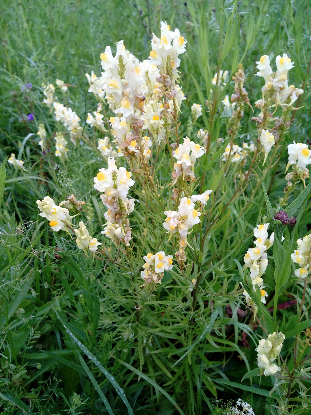 Image of Linaria vulgaris specimen.