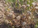 Anthyllis macrocephala