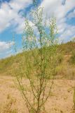 Artemisia campestris