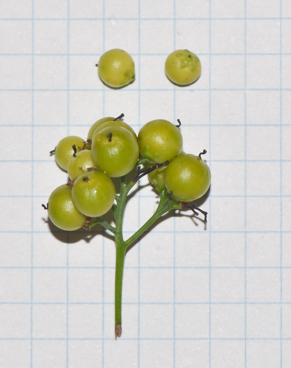 Image of Ehretia tinifolia specimen.