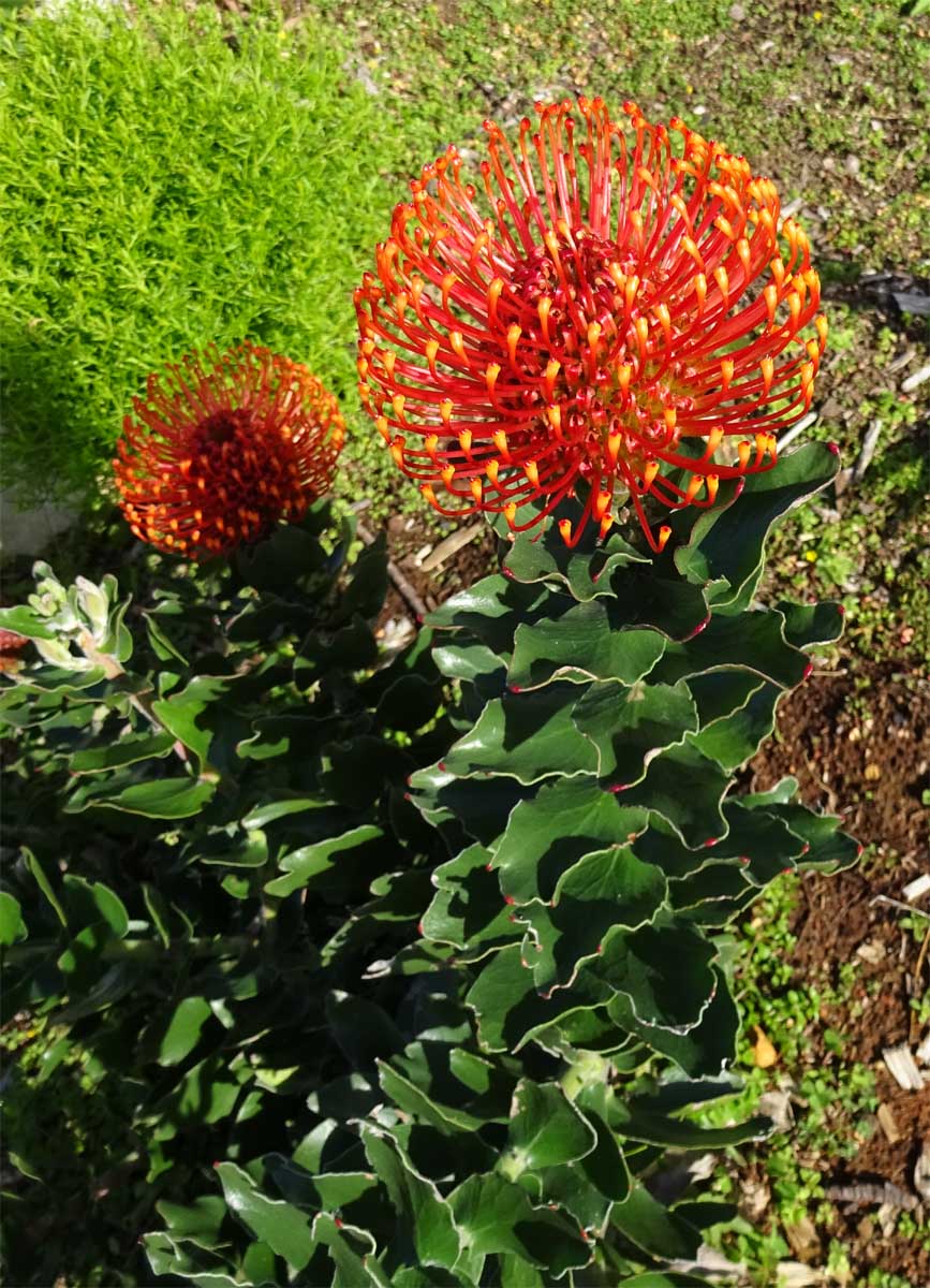 Изображение особи Leucospermum cordifolium.