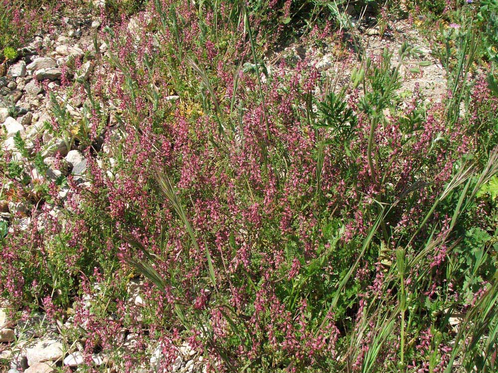 Image of Fumaria kralikii specimen.