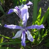 Babiana cedarbergensis