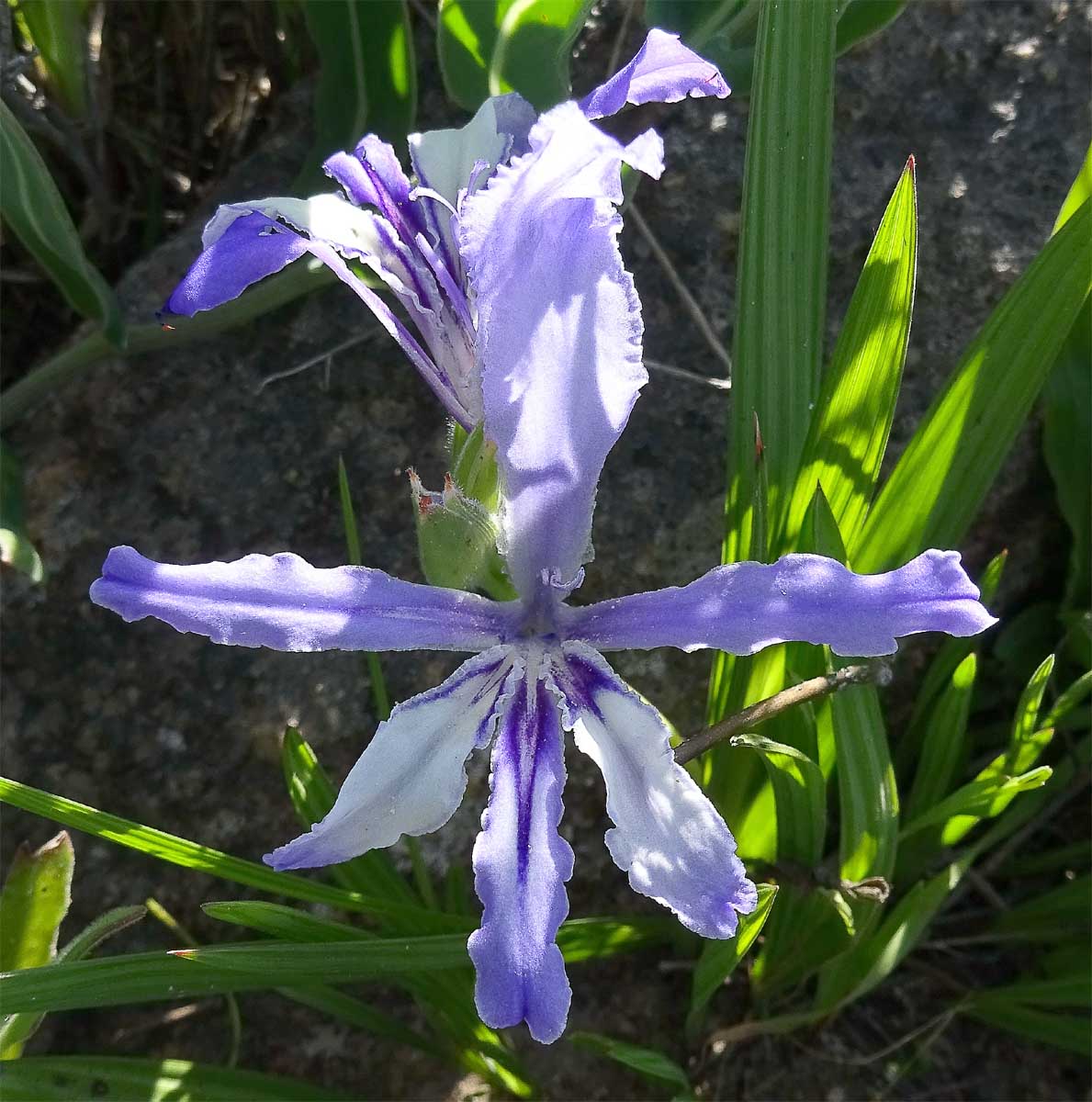 Изображение особи Babiana cedarbergensis.