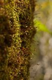 Pylaisia polyantha. Растения со спорогонами на стволе осины. Челябинская обл., хребет Уреньга, смешанный лес на склоне хребта. 16 сентября 2017 г.